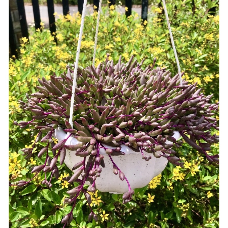 Sedum hạt mưa tím chậu treo đại