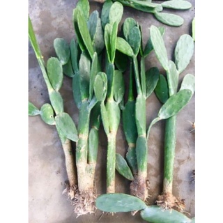 Xương rồng tai thỏ.