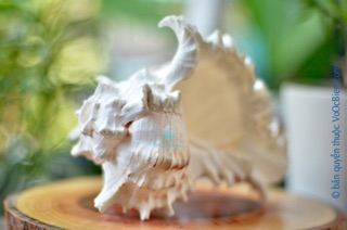 Vỏ ốc gai trắng trang trí