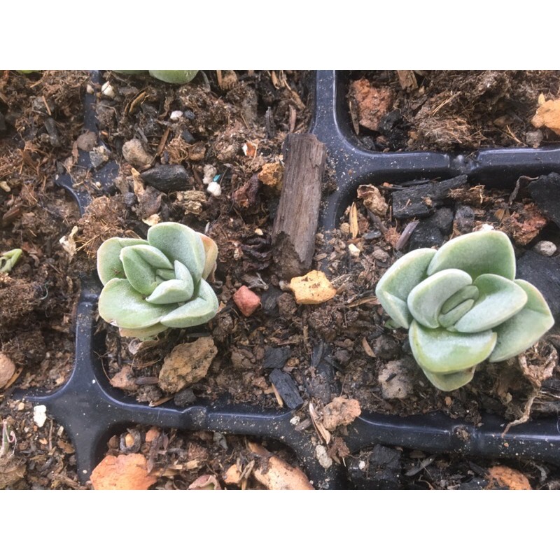 Cây sen đá sen crassula tứ diện