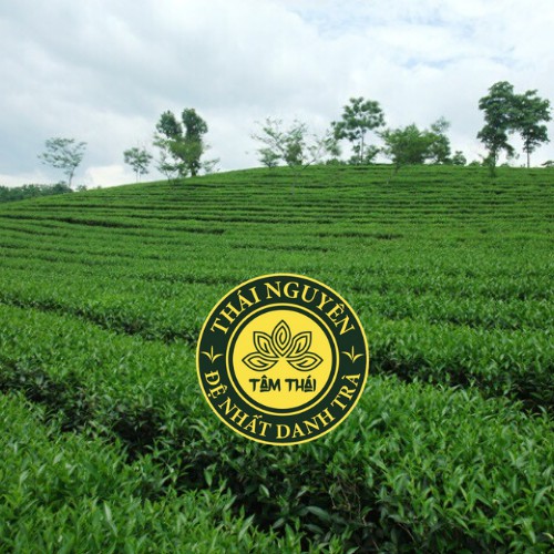 Trà  Nõn Tôm Thái Nguyên Trà Xanh Tâm Thái Trà Thanh Tâm Hộp 200g Chè Nõn Tôm Thái Nguyên H200g | BigBuy360 - bigbuy360.vn