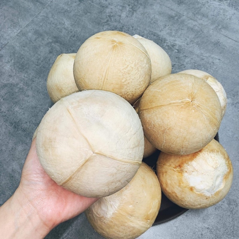 Dừa Xiêm Trọc Bến Tre Xuất Khẩu 480-600gram