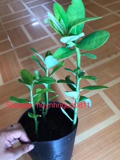 Chậu 3 cây thạch anh - cây thảo dược