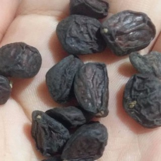 1 lạng hạt dổi rừng Tây Bắc