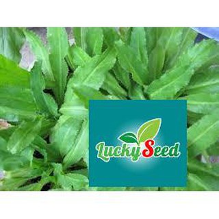 5 gram hạt giống rau ngò gai luckyseed