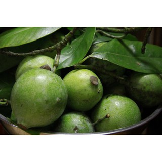 CÂY QUẢ DỌC NẤU CANH CHUA