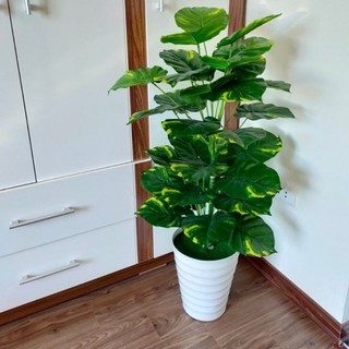 Cây trầu bà là đốm 1m1 - cây giả decor