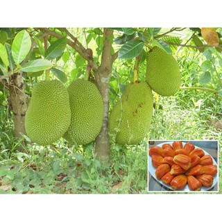 Cây Giông mít ruột đỏ MAlaysia