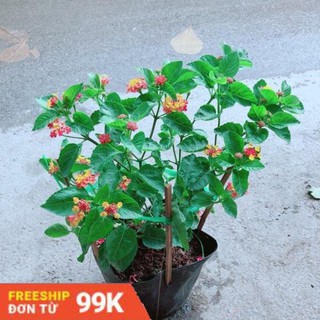 Hoa Ngũ Sắc (có sẵn hoa)