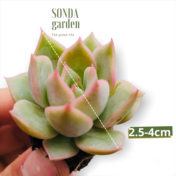 Sen đá đế vương xám SONDA GARDEN size mini 2.5-4cm, xuất xứ Đà Lạt, khoẻ đẹp, lỗi 1 đổi 1