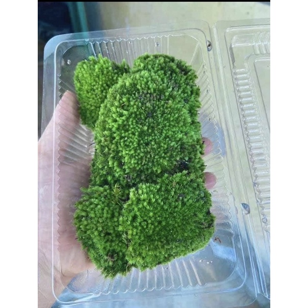 Rêu nhung trang trí tiểu cảnh, terrarium, bonsai