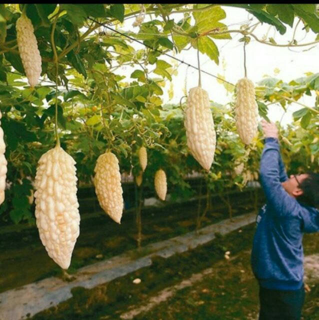 Hạt Giống Khổ Qua Bạch Tuyết Siêu Qủa  - MUA 3 TẶNG 1 CÙNG LOẠI