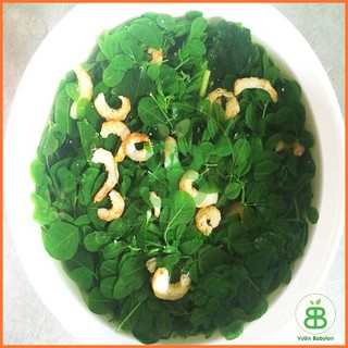 Hạt Giống Chùm Ngây 2G