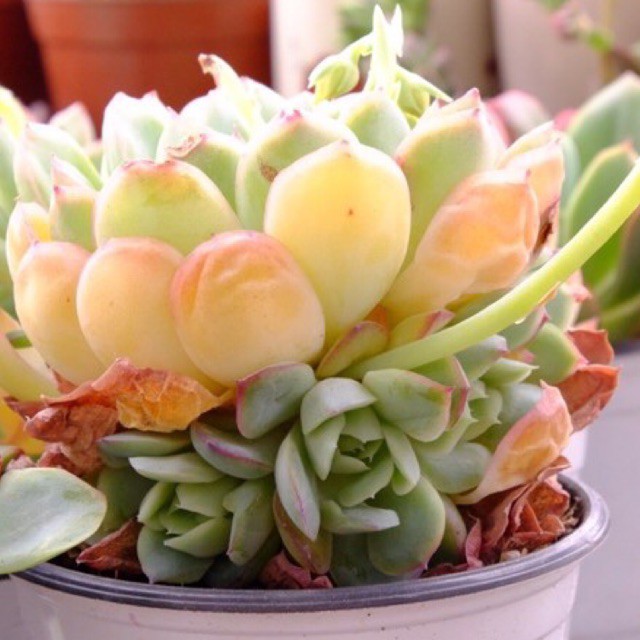 (ECHEVERIA HERCULES) SEN ĐÁ VIỀN LỬA NHIỀU CON