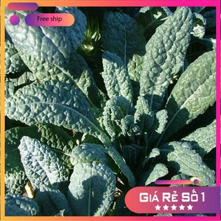 Hạt giống rau cải Kale (2gr) LUCKY.VN