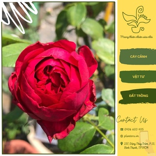 Hoa hồng leo red eden chậu c10 - cây cảnh - hoa hồng