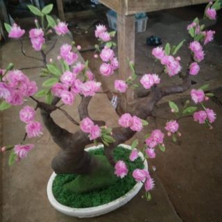 Hoa đào bonsai ( không chậu)