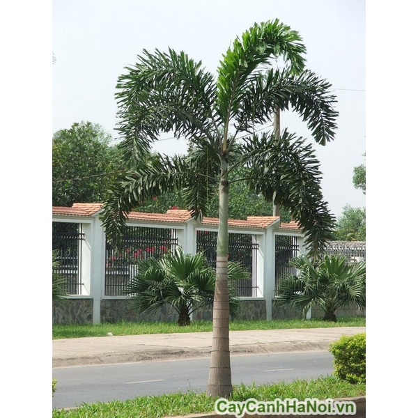 Cau đuôi chồn  giống 40cm