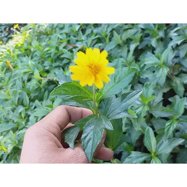Cây sài đất tươi 1kg