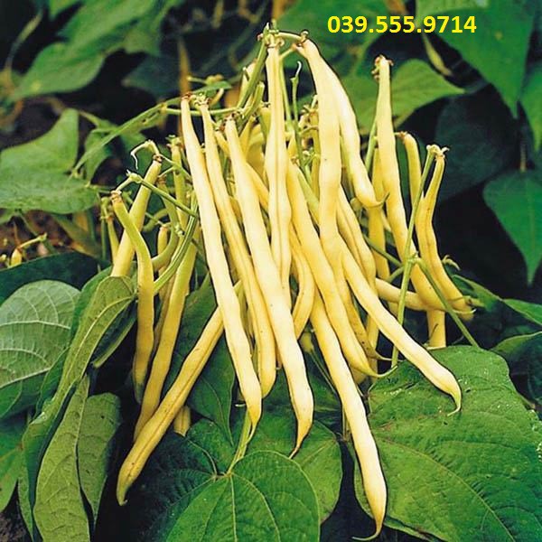 Hạt giống Đậu Cove Bụi Vàng Cao Sản – 50gram, Nảy Mầm Tốt