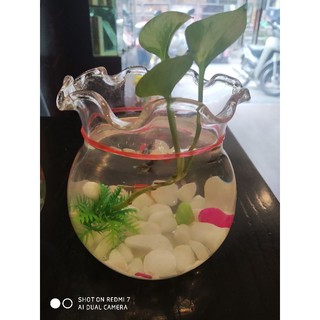 Bình Thủy Tinh Nuôi Cá - Trồng Cây