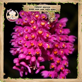 Hoa Lan đột biến Báo Hỷ, Phong lan rừng Tây Bắc, Lào, Cây Giống Giá Rẻ, Địa, Hồ Điệp