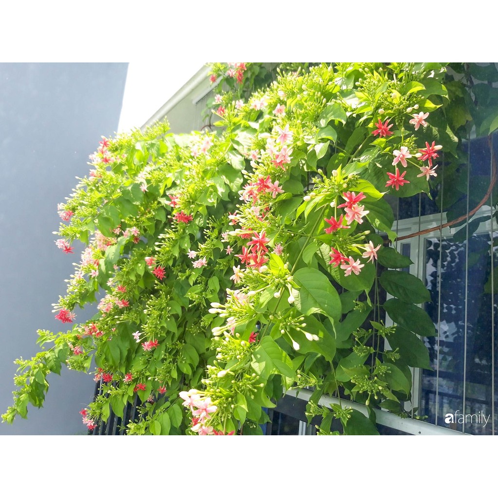 Cây dây leo sử quân tử chưa hoa 50-60cm