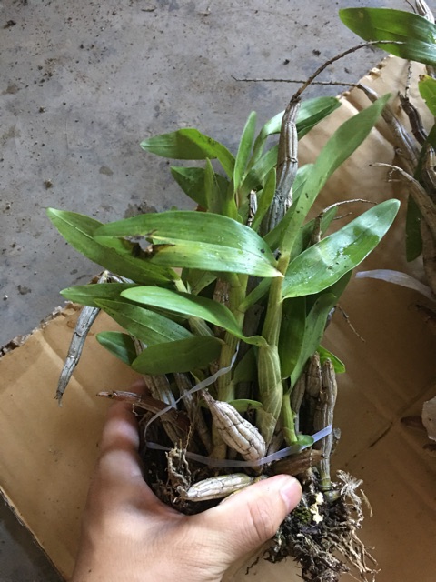 1 bó Lan báo hỷ 200g