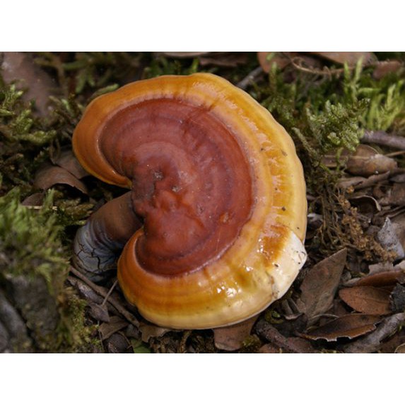 Nấm Lim Xanh - 100g cam kết  lấy trong rừng kontum | BigBuy360 - bigbuy360.vn