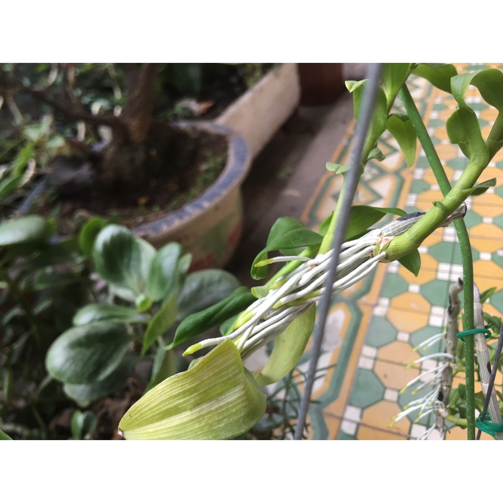 Phi điệp 5 cánh trắng Blue hàng nhân kie bảo hành mặt hoa