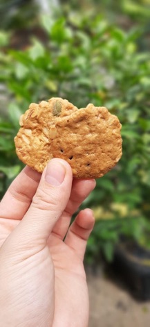 Bánh cookies yến mạch choco chip