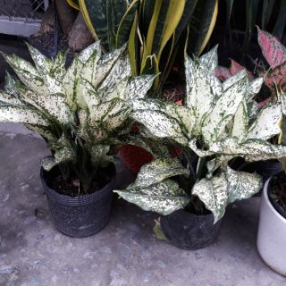 Cây Ngọc Ngân - Kèm Chậu Sứ