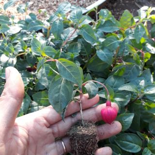 Com bo 25 cây hoa giống 5 loại khác nhau