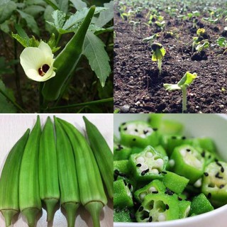 Hạt giống đậu bắp giá rẻ - Shop uy tín