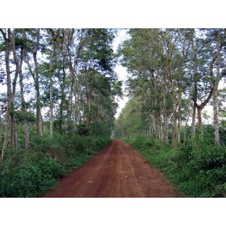 HẠT GIỐNG CÂY MUỒNG
