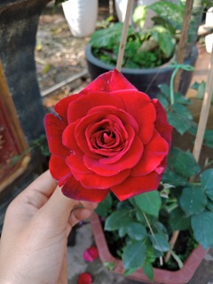 Hồng leo cổ hải phòng, nguyên chậu