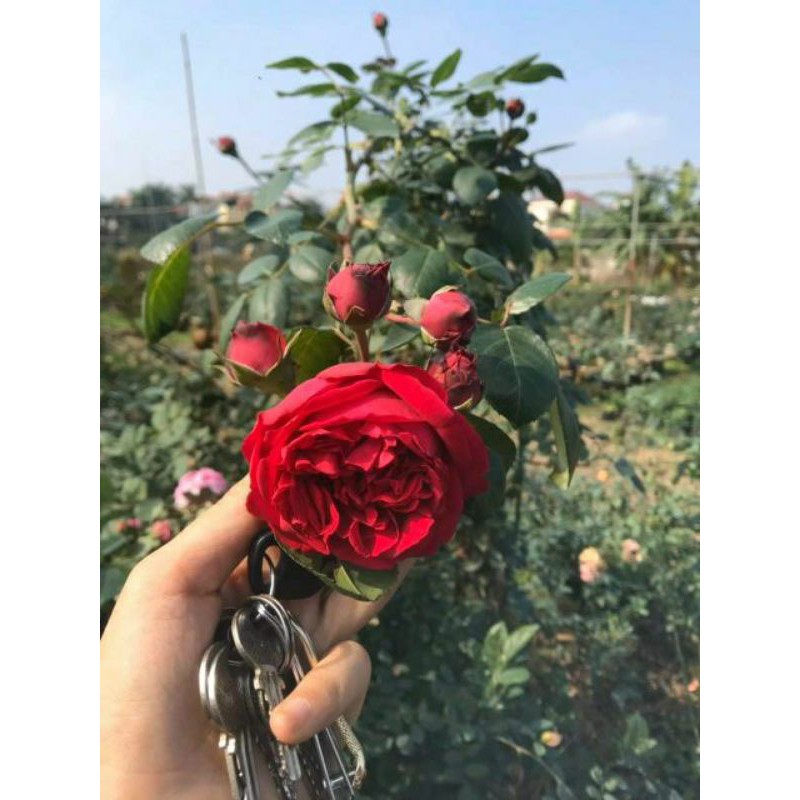 Hoa Hồng Hải Phòng - Dây leo