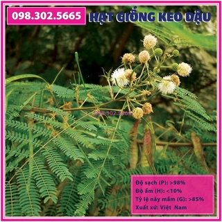 Gói 200g - Hạt giống keo dậu, hạt giống táo nhơn, bọ chét, bình linh, keo giun, dùng cho chăn nuôi