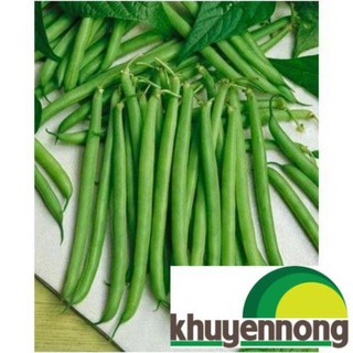 15gr hạt giống đậu cove leo quả tròn