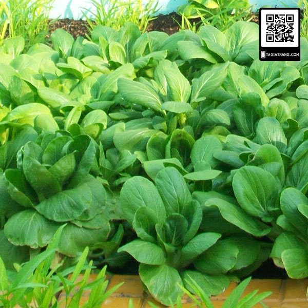 Hạt giống cải thìa trắng (cải bẹ trắng Bok Choy)