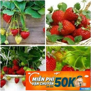 100 Hạt giống Dâu Tây Quả To, Chịu Nhiệt (tặng gói kích nẩy mầm và hướng dẫn) LuckyseadTG