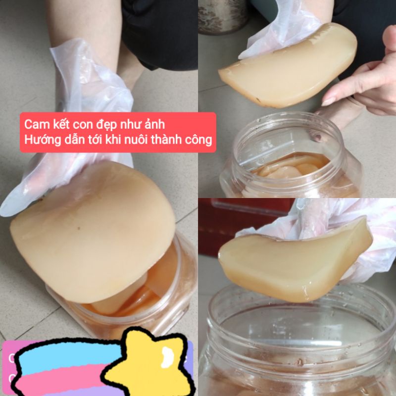 Scoby Cực Khỏe + Nước mồi Kombucha làm trà lên men kombucha có hướng dẫn chi tiết