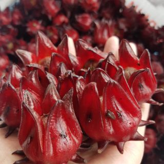 Hạt giống hoa atiso đỏ 100g