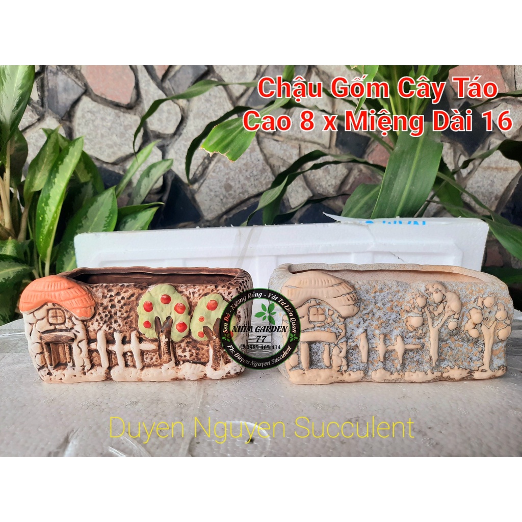 Chậu cây táo hình chữ nhật trồng sen đá. Kích thước 16cm x 8cm