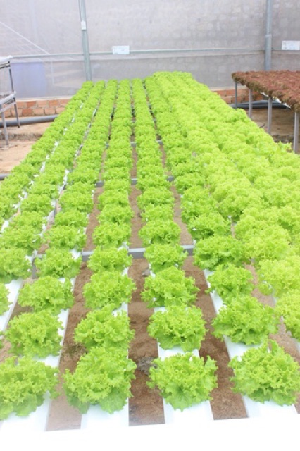 Thi công lắp đặt hệ thống trồng rau sạch thuỷ canh tại nhạ