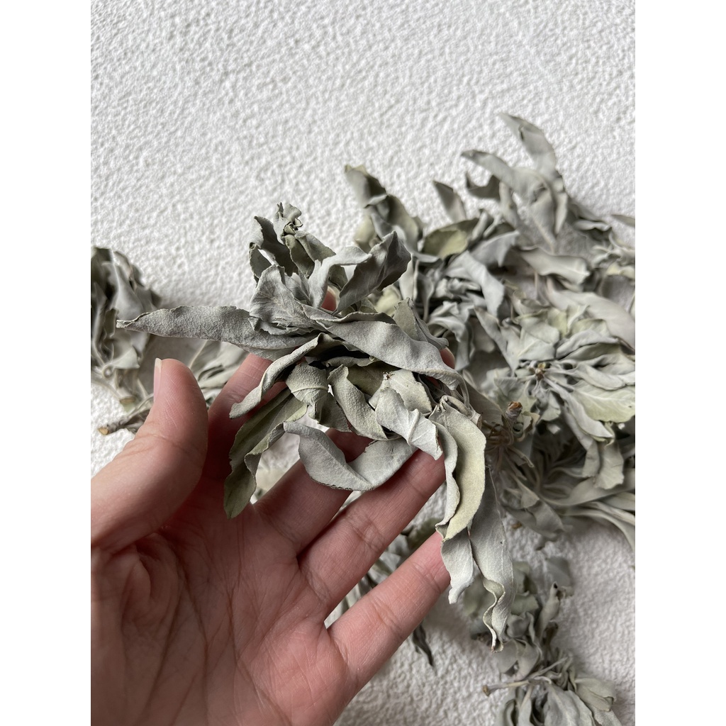 Lá Xô thơm trắng (white sage) thanh tẩy không gian, xông nhà, phong thủy, bài tarot, reiki, healing,thiền định