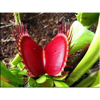 Chậu cây bẫy kẹp, flytrap venus