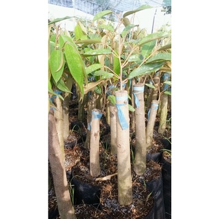BẦU ĐẤT SẦU RIÊNG RI6 CƠM VÀNG HẠT LÉP (ĐỌT CỨNG GỐC TO )