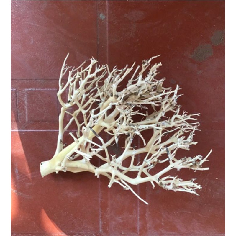 100g và 200g lũa xương chùm quấn rêu - bonsai trang trí hồ cá.