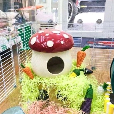 Cà rốt mài răng và trang trí chuồng cho Hamster